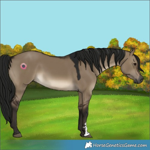 Horse Color:Gray Brown Dun 