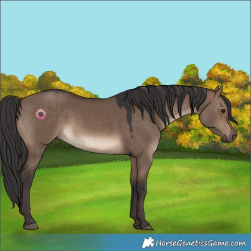 Horse Color:Brown Dun 
