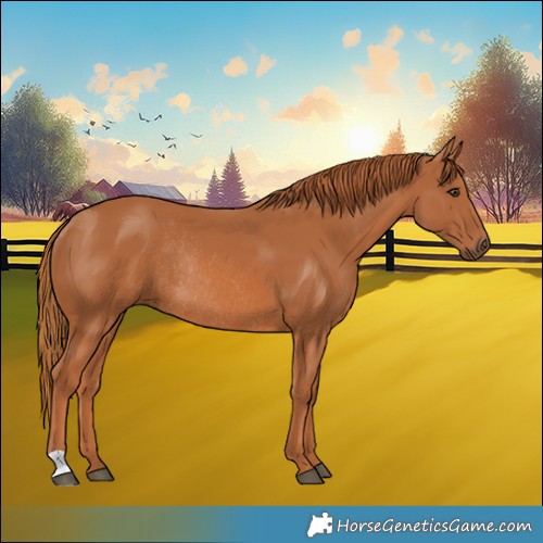 Horse Color:Chestnut Rabicano