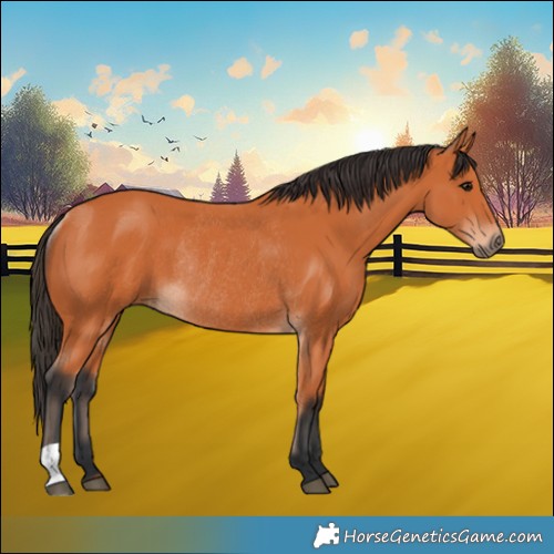 Horse Color:Bay Rabicano