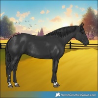 Horse Color:Black Rabicano