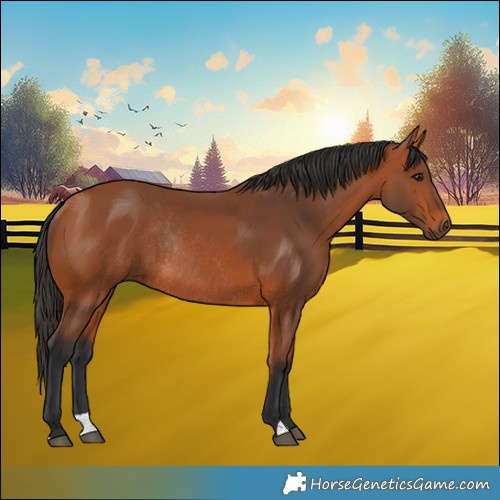 Horse Color:Bay Rabicano