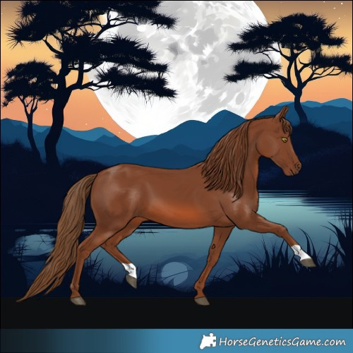 Horse Color:Chestnut 