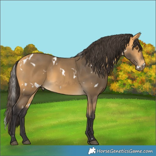 Horse Color:White Spotted Buckskin