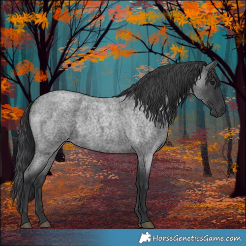 Horse Color:Blue Roan 