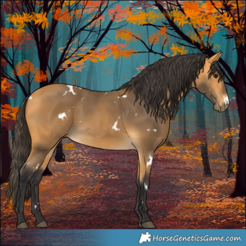 Horse Color:White Spotted Buckskin Rabicano 