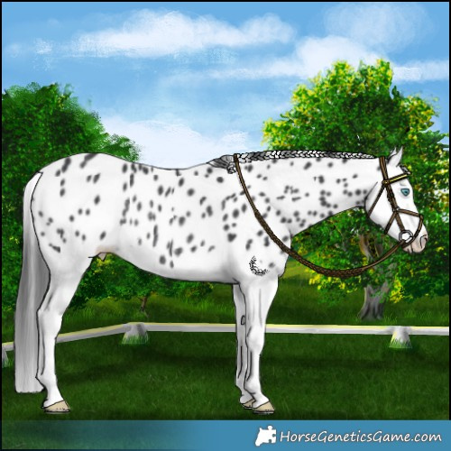 Horse Color:Black Splash Leopard Rabicano 