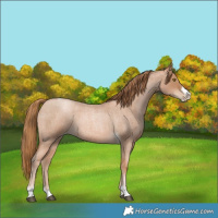 Horse Color:Red Roan Pearl Tobiano Frame 