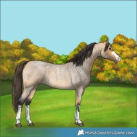 Horse Color:Buckskin Roan 