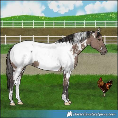 Horse Color:White Spotted Liver Red Dun Ice Appaloosa