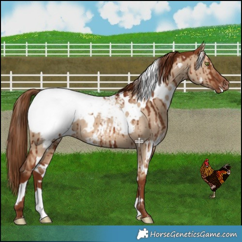 Horse Color:White Spotted Red Dun Snowcap Brindle