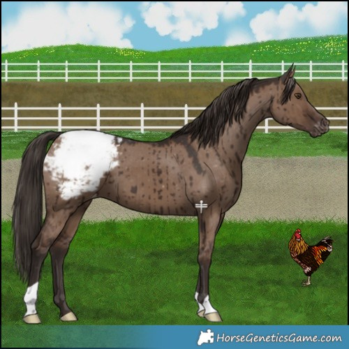 Horse Color:Liver Red Dun Snowcap Brindle 