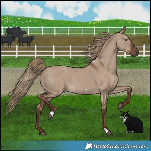 Horse Color:Liver Red Dun 