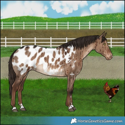 Horse Color:Liver Red Dun Near Leopard Brindle 