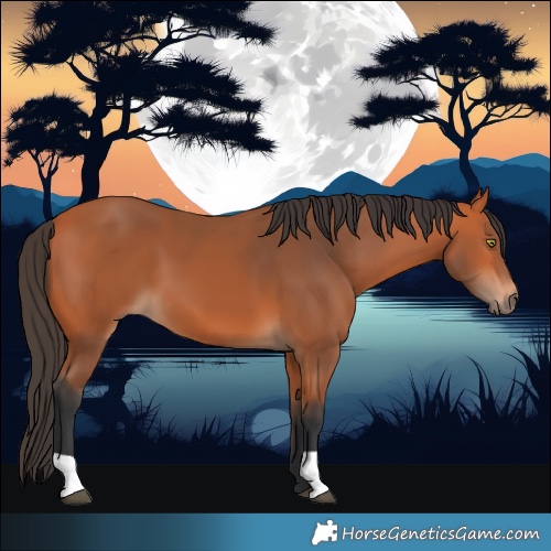 Horse Color:Bay 