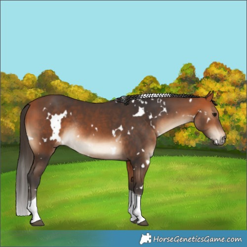Horse Color:White Spotted Bay Tobiano Rabicano 