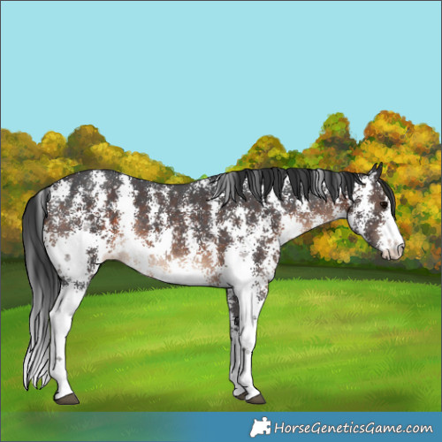Horse Color:Brown Sabino Rabicano 