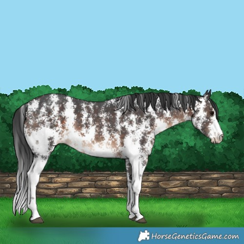 Horse Color:Brown Sabino Rabicano 