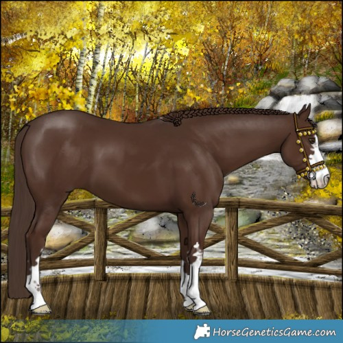 Horse Color:Liver Chestnut 