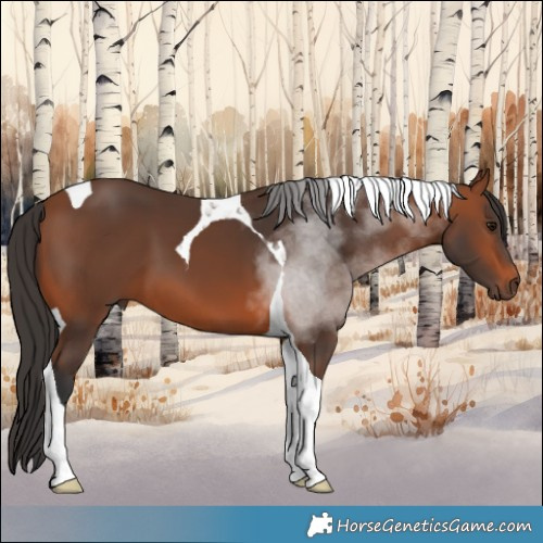 Horse Color:Bay Tobiano