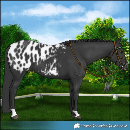 Horse Color:Black Blanket
