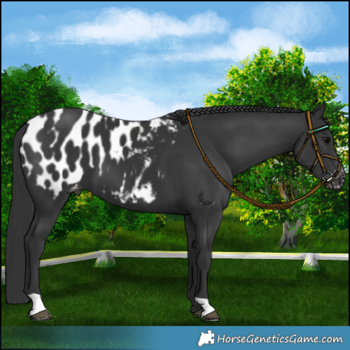 Horse Color:Black Appaloosa 
