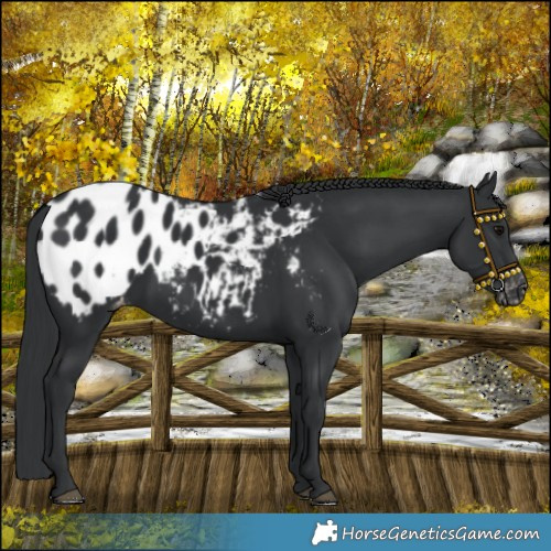 Horse Color:Black Appaloosa 