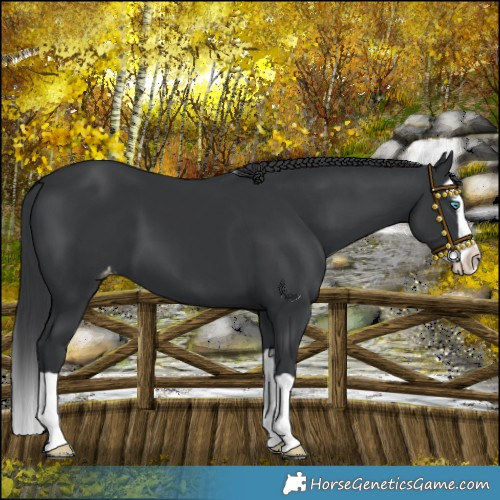 Horse Color:Black Splash Varnish
