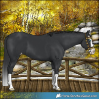 Horse Color:Black Splash Varnish