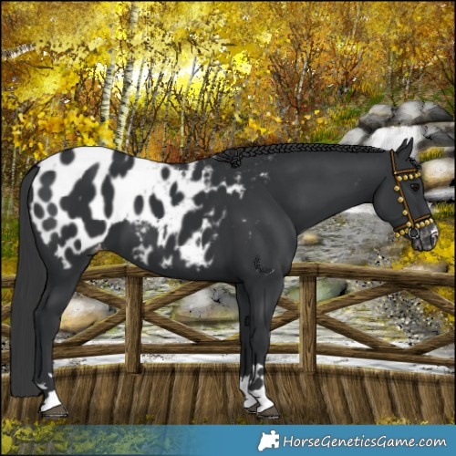 Horse Color:Black Appaloosa 