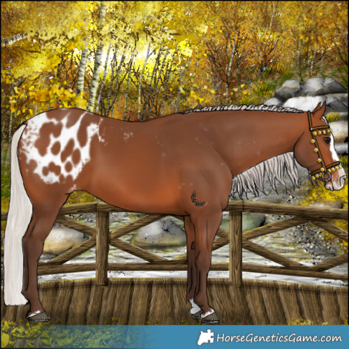 Horse Color:Silver Brown Splash Blanket 