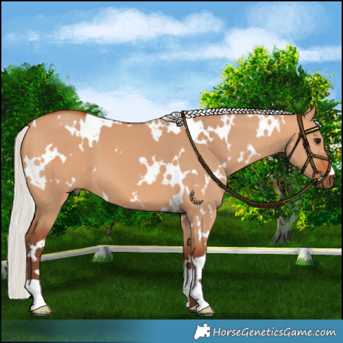 Horse Color:White Spotted Silver Bay Dun 