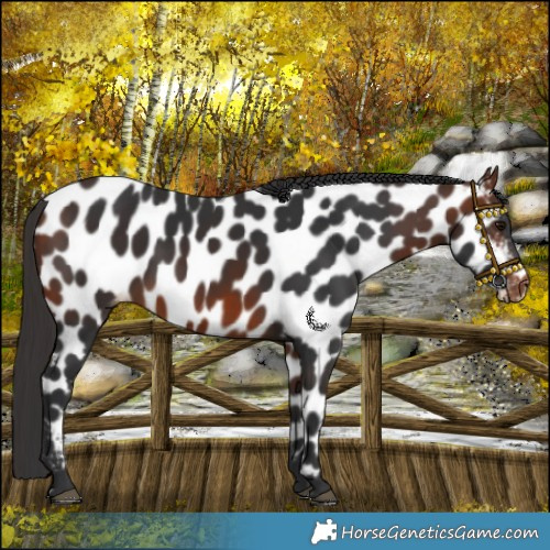 Horse Color:Bay Appaloosa 