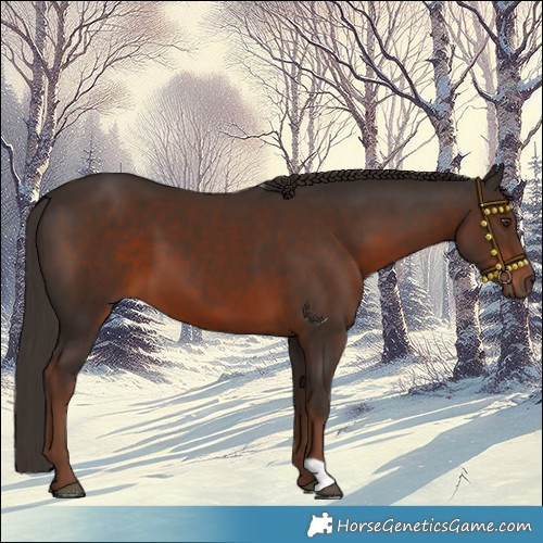 Horse Color:Liver Chestnut 
