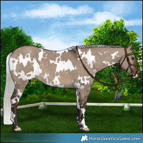 Horse Color:White Spotted Silver Brown Dun 