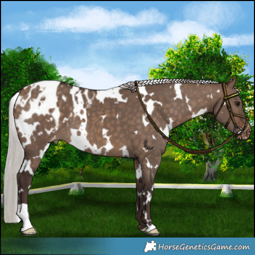 Horse Color:White Spotted Silver Brown Dun Appaloosa 