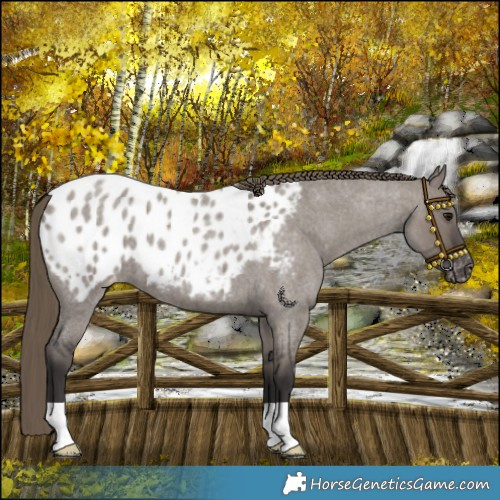 Horse Color:Smoky Grullo Roan Blanket 