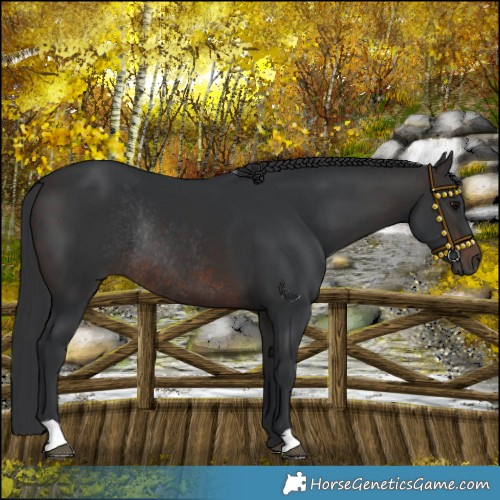 Horse Color:Brown Rabicano 