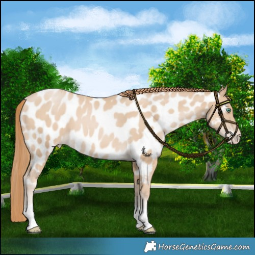Horse Color:Smoky Black Pearl Near Leopard 