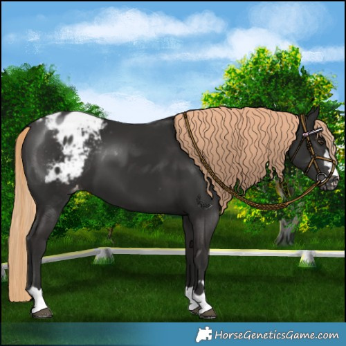 Horse Color:Liver Chestnut Appaloosa