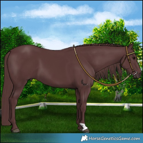 Horse Color:Chocolate Black 