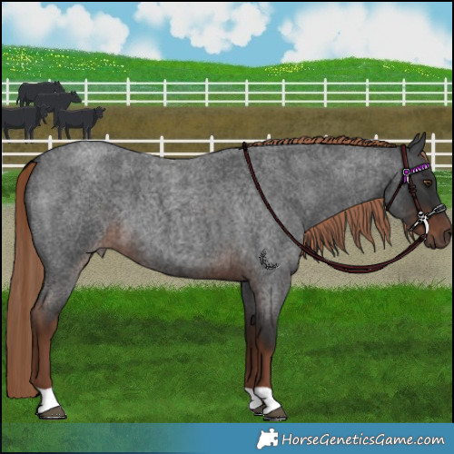 Horse Color:Liver Red Roan 