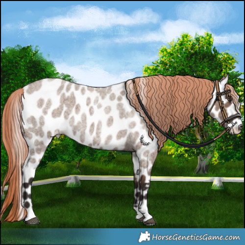 Horse Color:Liver Red Dun Roan Leopard