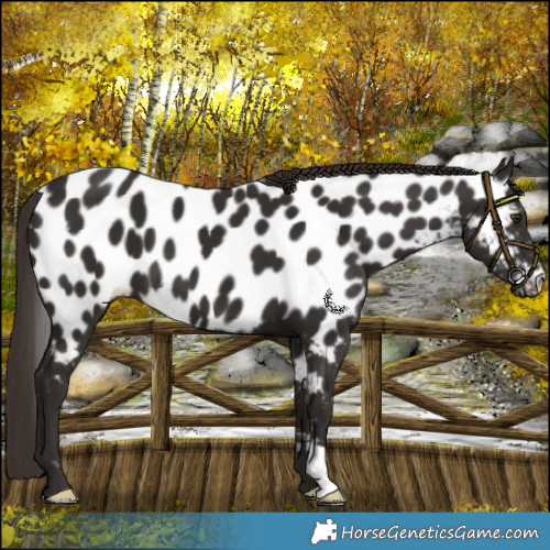 Horse Color:Liver Chestnut Appaloosa 