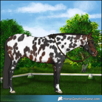 Horse Color:Brown Near Leopard