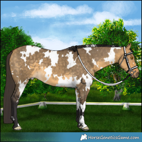 Horse Color:White Spotted Buckskin Dun 