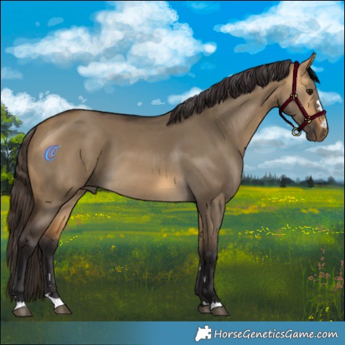Horse Color:Buckskin Dun 