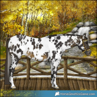 Horse Color:White Spotted Buckskin Mushroom Near Leopard 