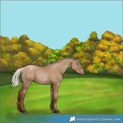 Horse Color:Gray Silver Grullo Pearl Appaloosa Rabicano Brindle 