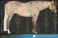 Horse Color:Silver Buckskin Roan Dun Brindle 